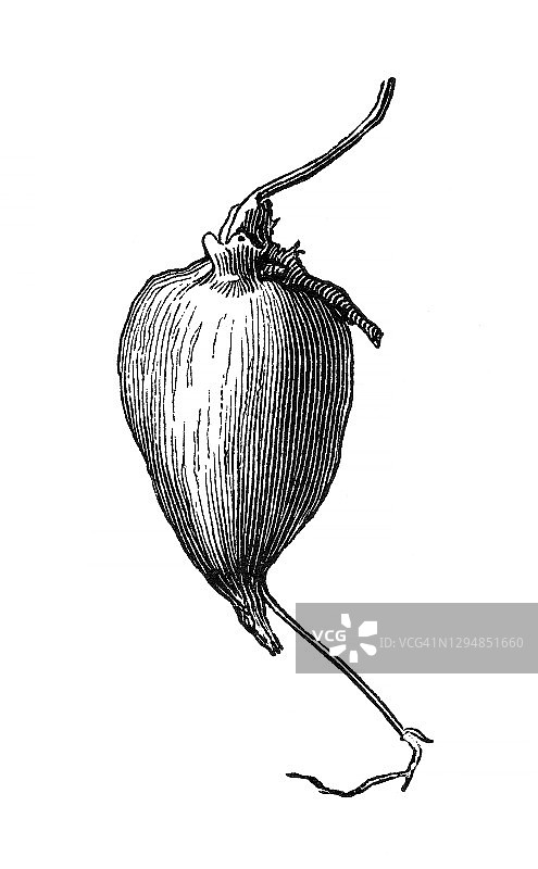 植物学古版画：块茎豌豆图片素材