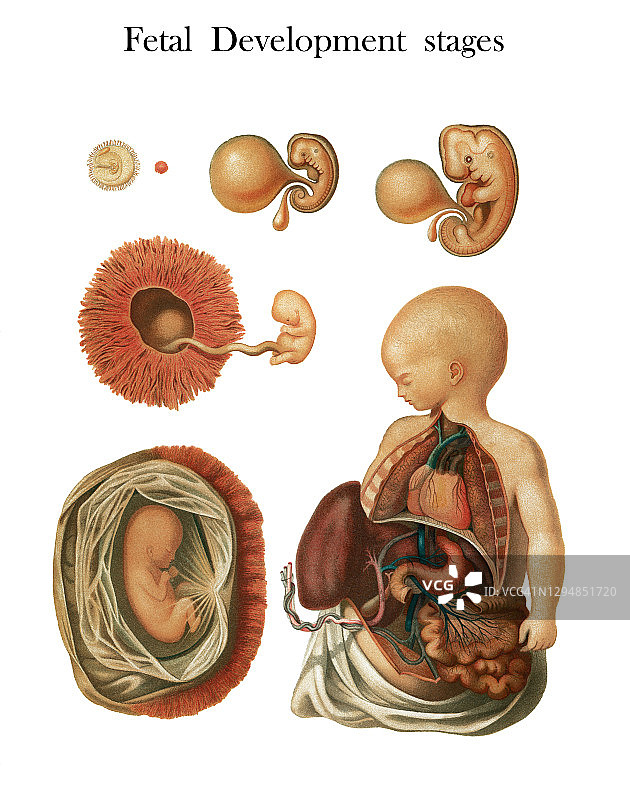 人类胚胎发育阶段古版画插图图片素材