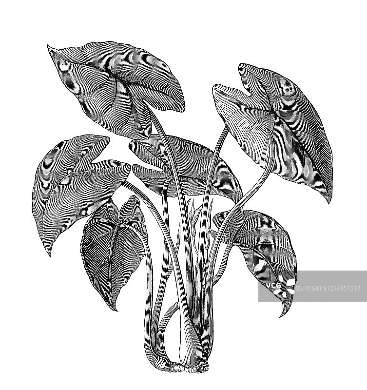 老式植物学雕刻插图：芋图片素材