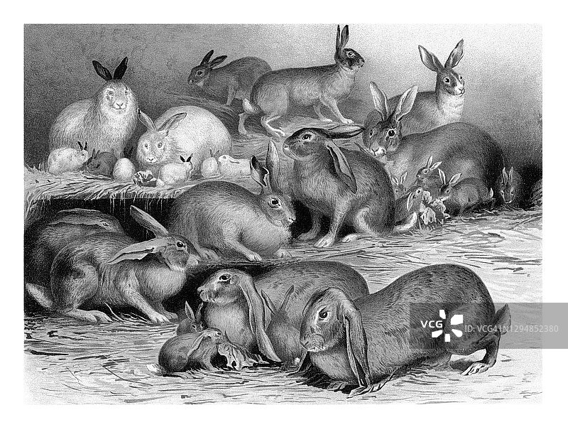 野兔和家兔的老式雕刻图图片素材