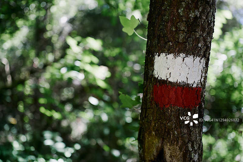 松树干上红白相间的路径标记图片素材