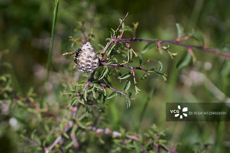 黄蜂在树枝上的马蜂窝里工作图片素材