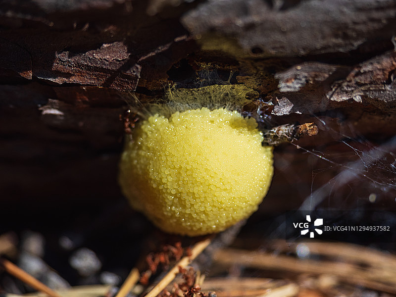 森林中树干上黄色黏菌的特写图片素材