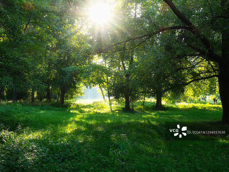 夏日公园里清晨的阳光图片素材