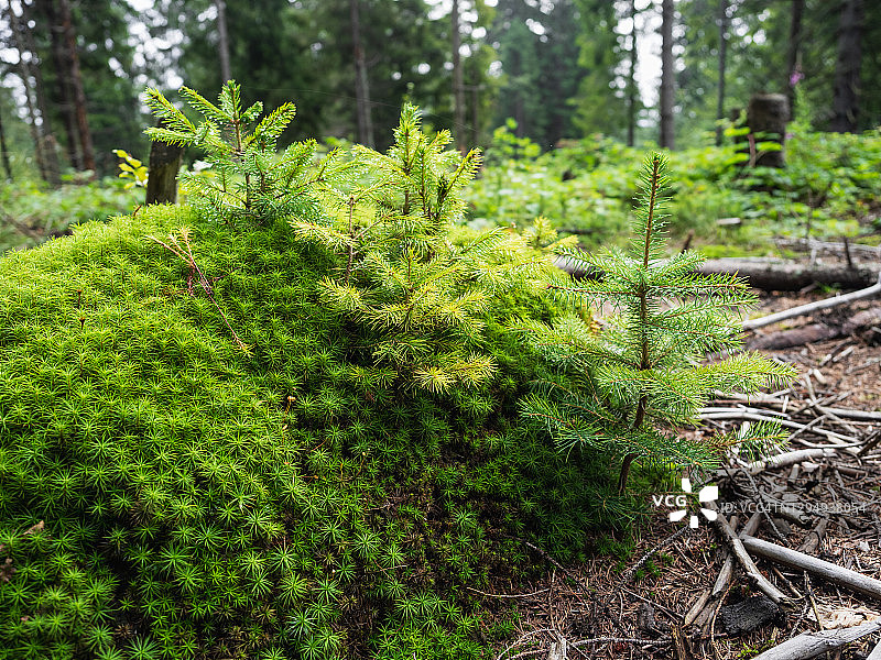 森林中从翠绿苔藓中生长的小冷杉图片素材