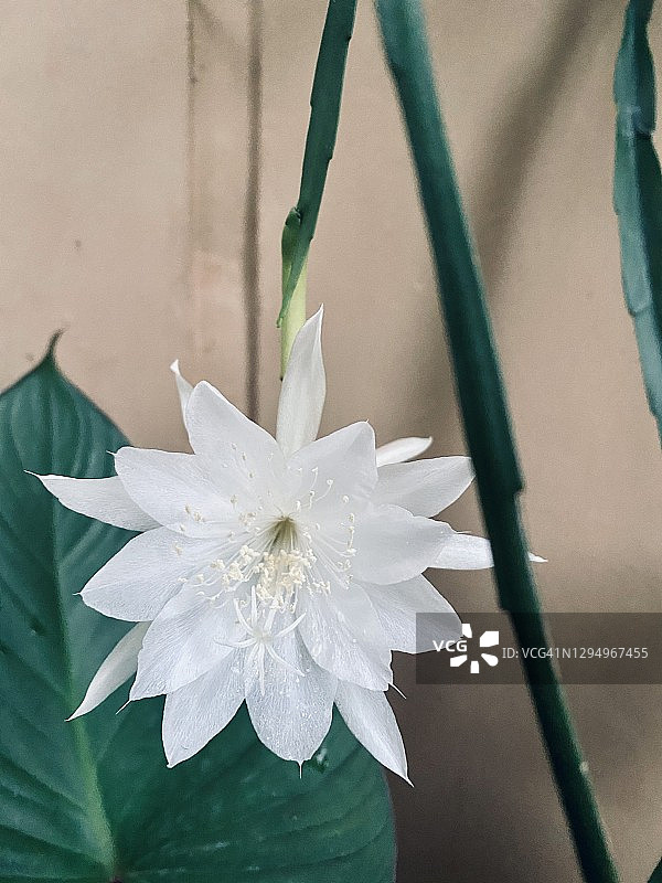 鱼骨柱仙人掌花图片素材