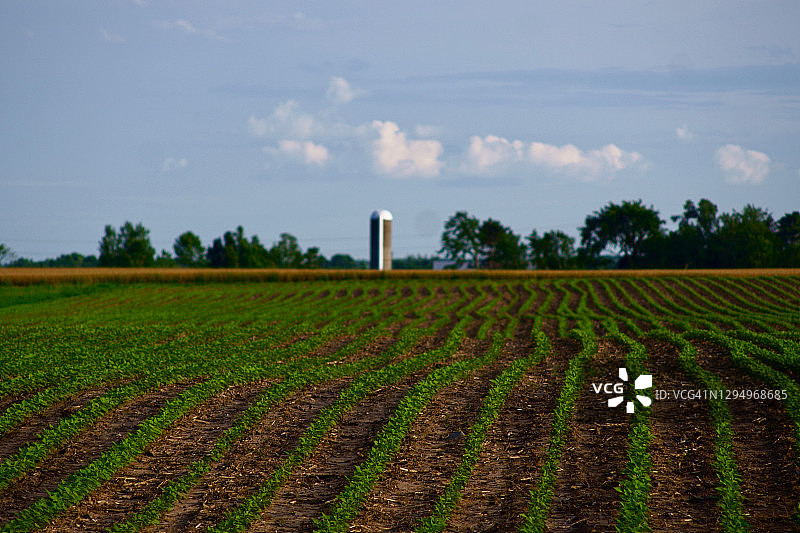 农田，夏季研究#7图片素材