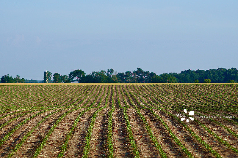 农田，夏季风光2图片素材