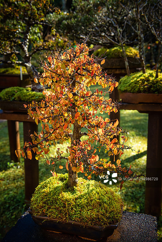 园艺庭院中秋叶颜色的盆景树图片素材