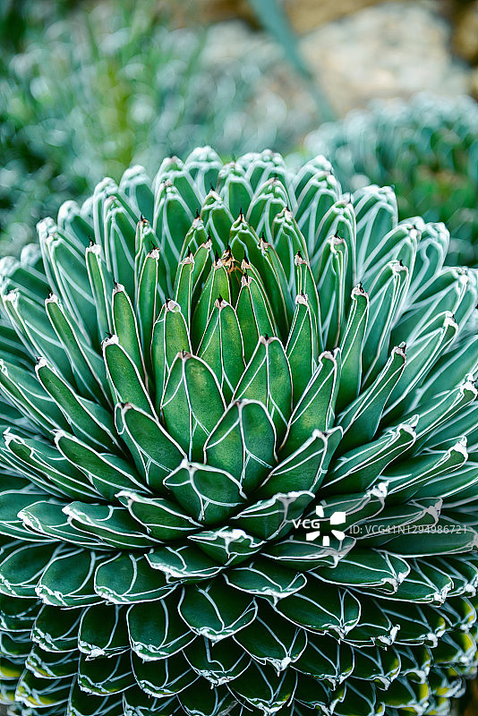 绿色仙人掌叶子的正上方特写，抽象自然背景图片素材