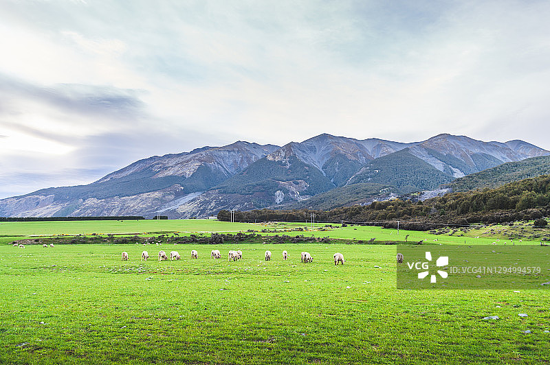 近距离拍摄的新西兰南岛库克山农场上的剪毛绵羊图片素材