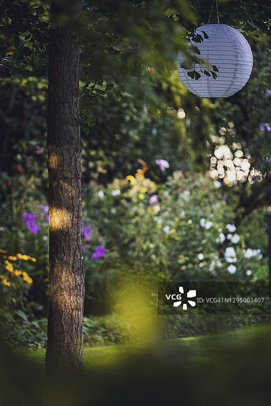 美丽花园中的夏日夜晚：白色灯笼悬挂在树上图片素材
