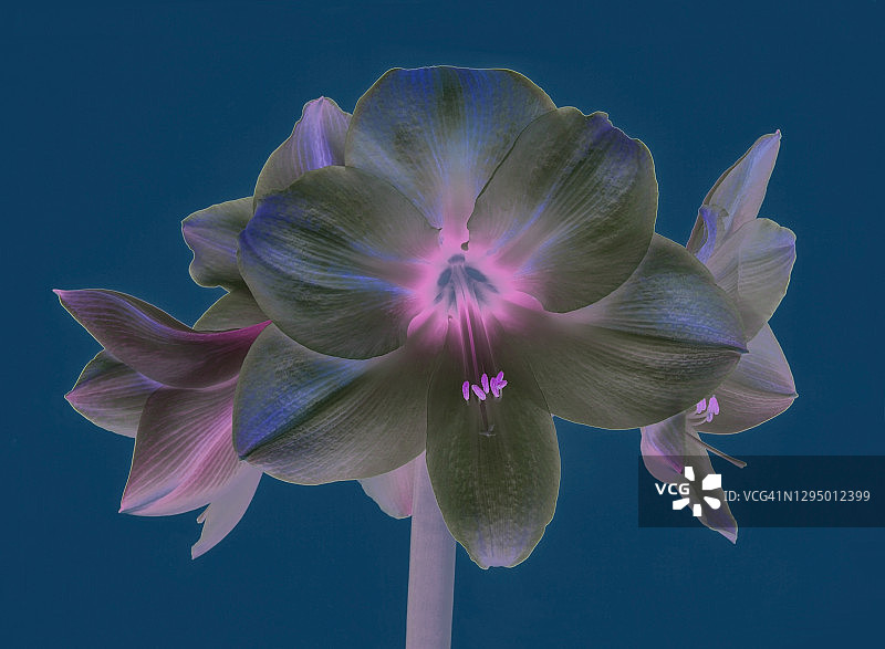 蓝色背景上的梦幻朱顶红图片素材