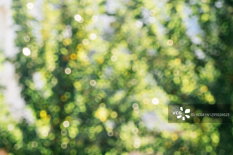 树林中斑驳的光影图片素材