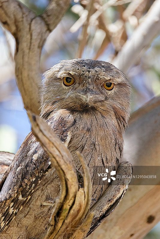 栖息在树枝上的茶色蟆口鸱图片素材
