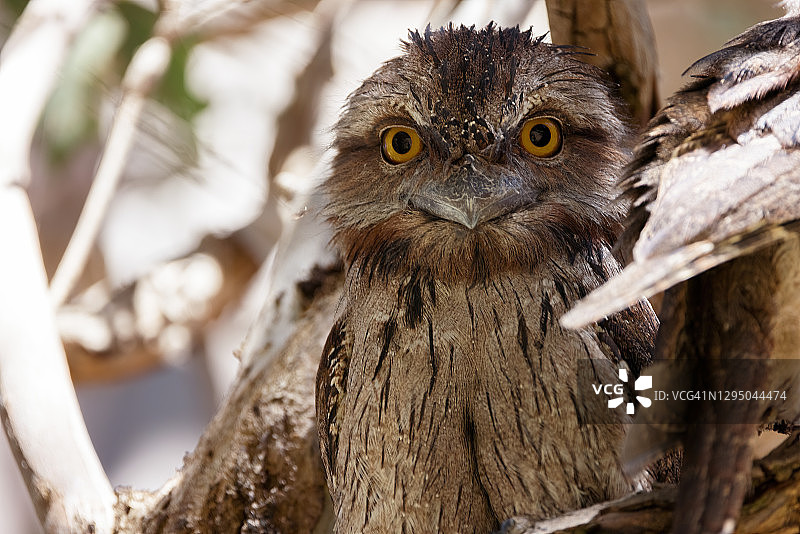 栖息在树枝上的茶色蟆口鸱图片素材