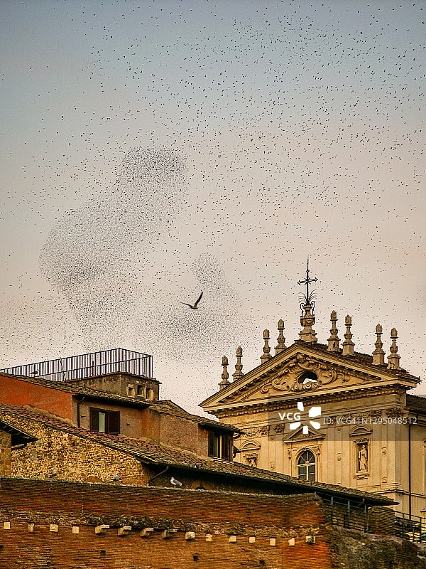 数千只鸟在罗马历史中心的天空中构成几何形状图片素材
