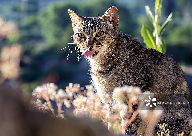 流浪猫图片素材