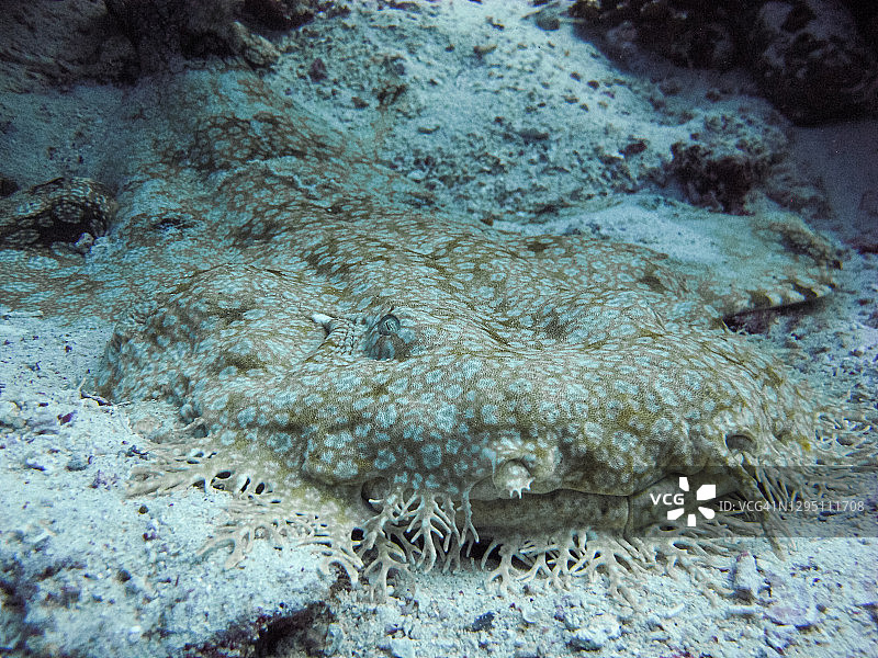 须鲨（Eucrossorhinus dasypogon）的完美伪装，拉贾安帕，印度尼西亚图片素材
