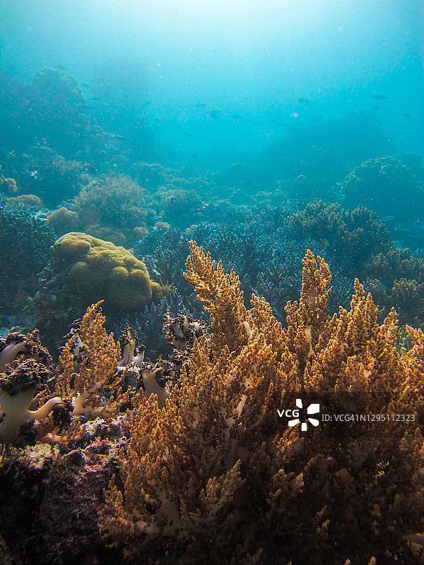 拉贾安帕特水下世界：软珊瑚图片素材