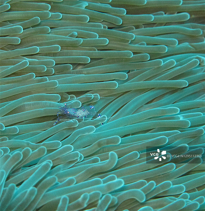 海葵中的优雅海葵虾图片素材