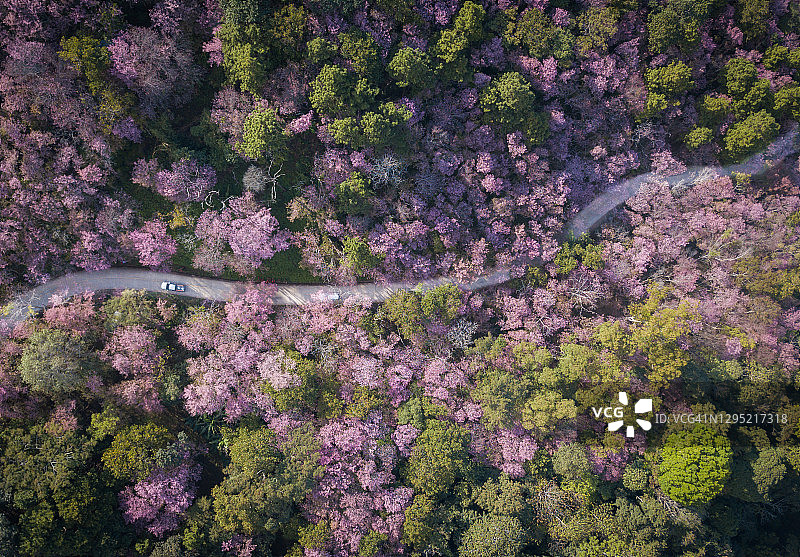 通往富吉发森林公园的道路上行驶的汽车航拍，冬季泰国樱花盛开图片素材