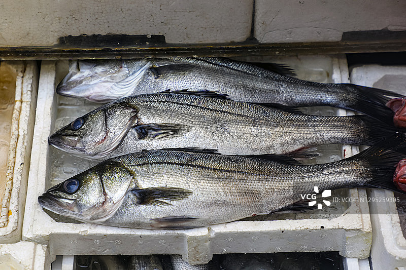 鲈鱼，日式海鲈图片素材