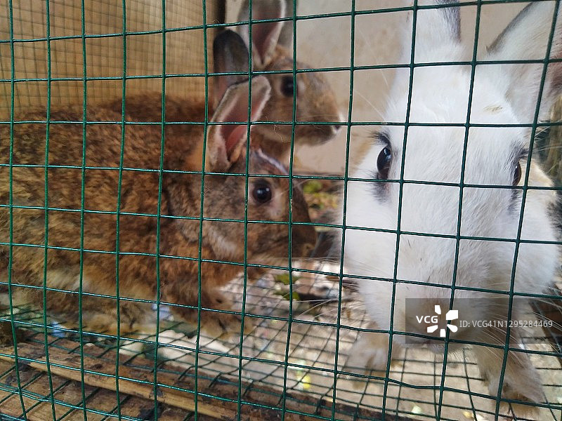 兔笼图片素材