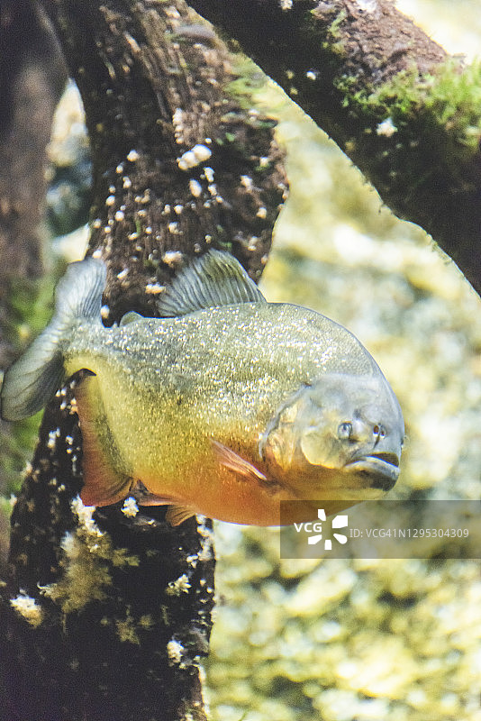 水虎鱼图片素材