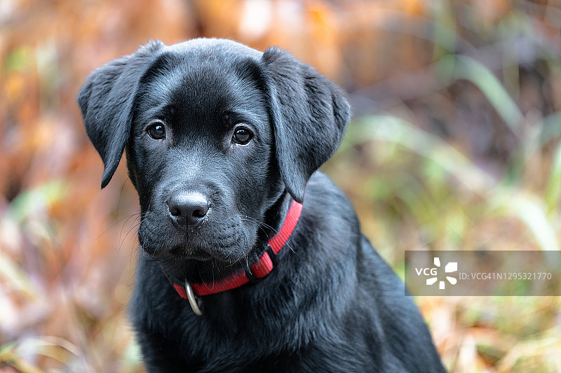 拉布拉多寻回犬图片素材