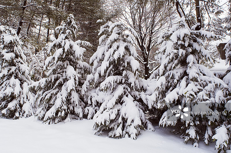 纽约长岛华盛顿港的雪 covered 常绿树图片素材