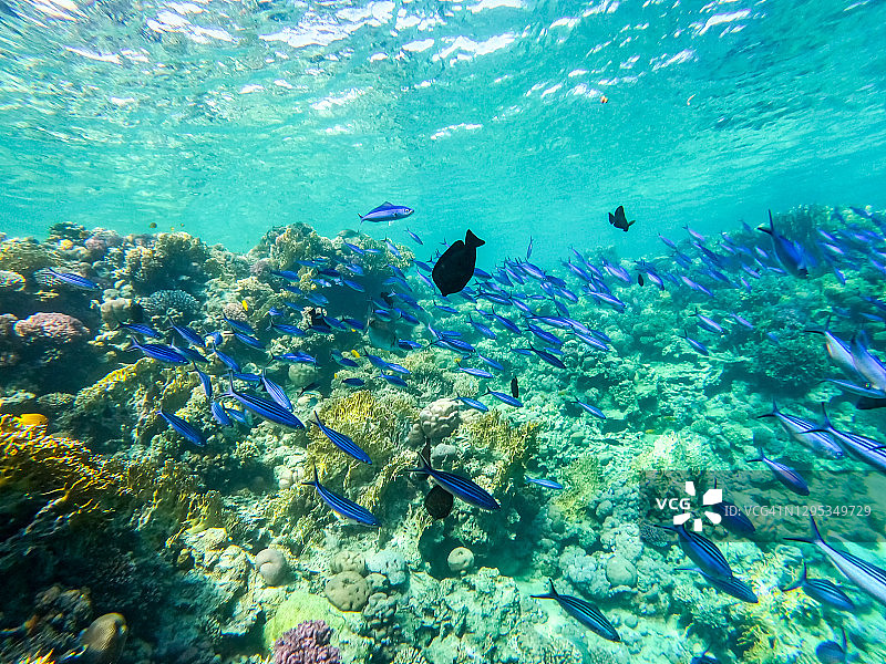 珊瑚礁附近海域的蓝色热带鱼群图片素材
