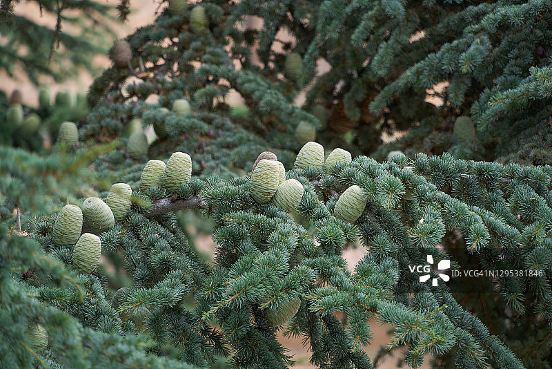 阿特拉斯雪松的球果树枝，选择性聚焦图片素材