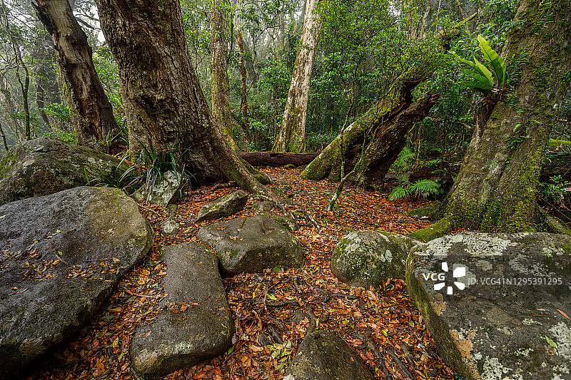 比纳布拉图拉瓦拉尔空地的雨林空地和南极山毛榉图片素材