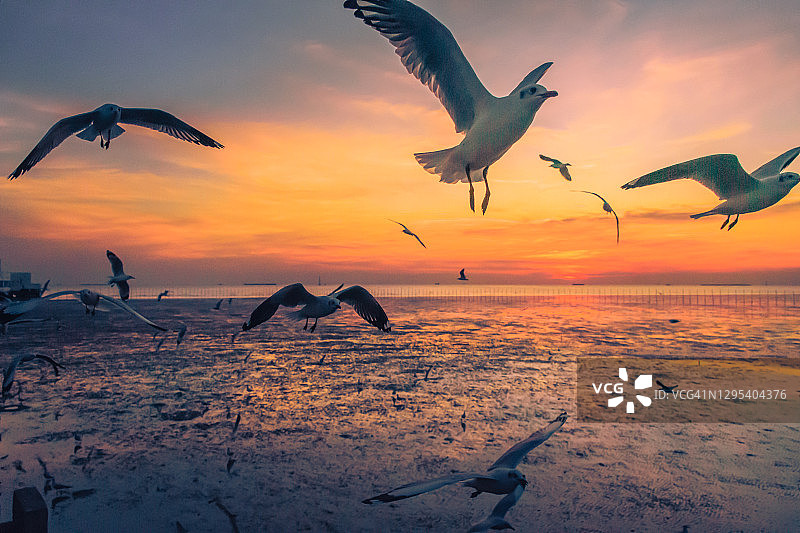 日落时海鸥在海面上飞翔的风景图片素材