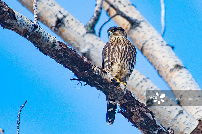 树上的灰背隼图片素材