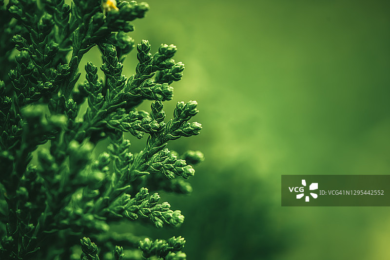 绿叶自然背景图片素材