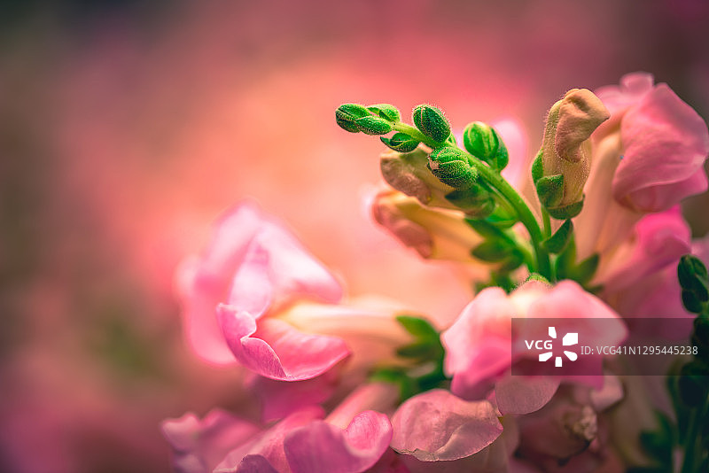 花蕊特写镜头图片素材