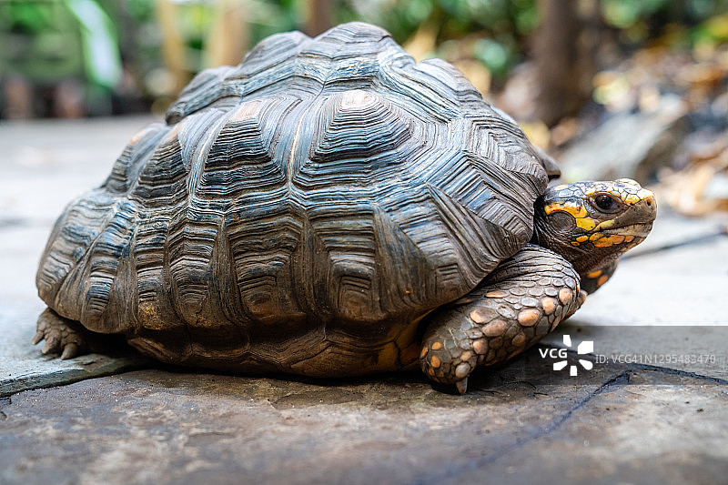 穿越小路的黄脚陆龟图片素材