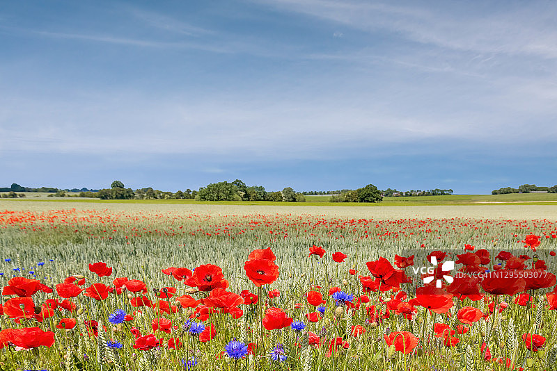 丹麦日德兰半岛的罂粟花田图片素材