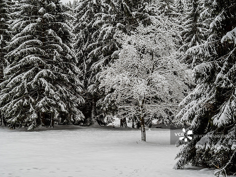 图林根森林冬季风景图片素材