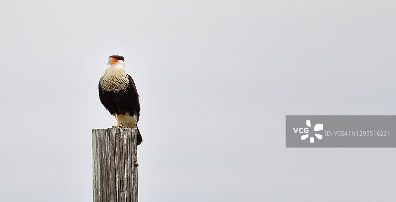 德克萨斯州栖息的卡拉卡拉鸟图片素材