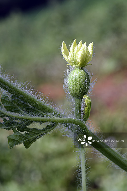 西瓜种植园里发芽的西瓜图片素材