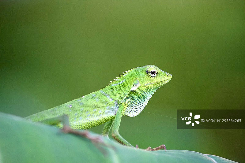巴厘岛绿叶上的鲜艳绿色变色龙图片素材