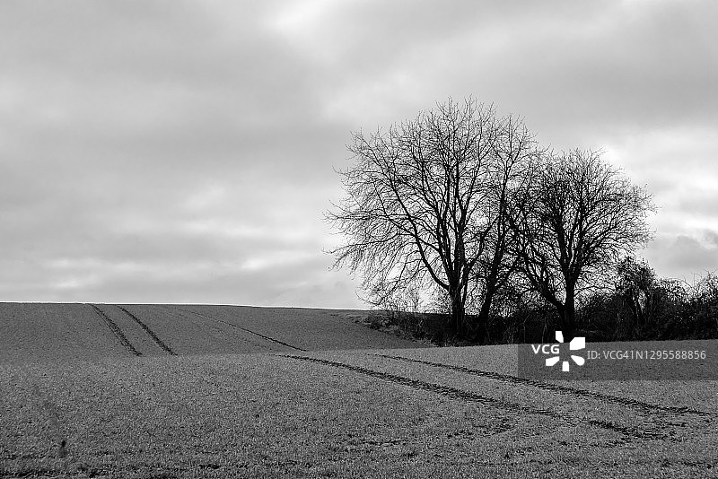 乡村冬季景观：光秃秃的树木图片素材