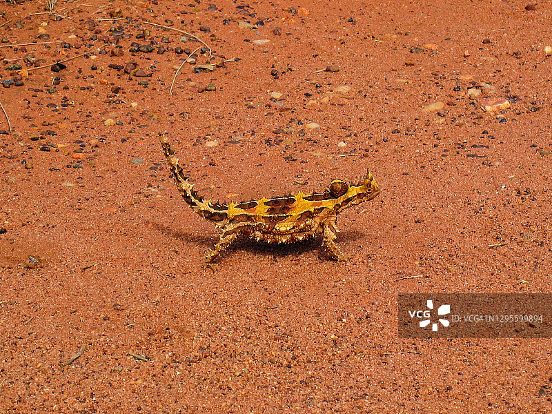 澳大利亚内陆的多刺魔蜥图片素材