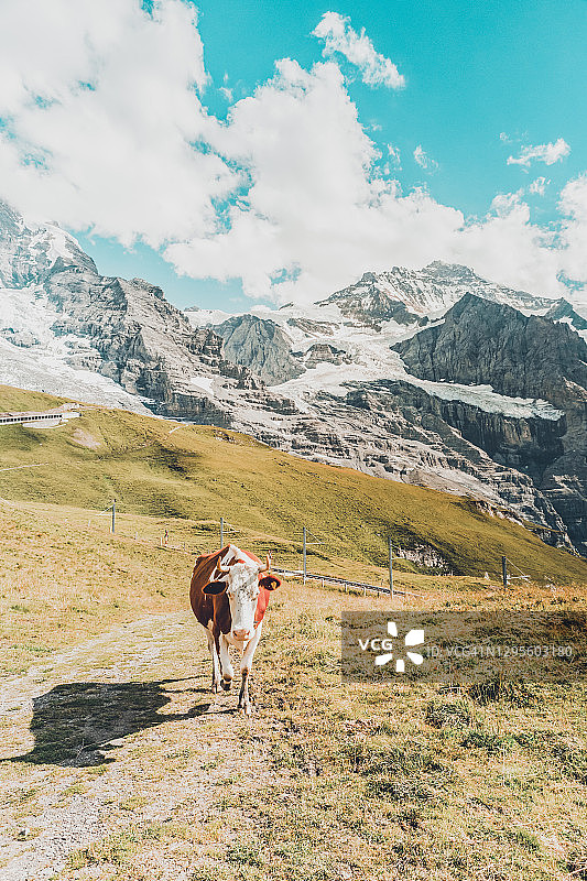 瑞士格林德瓦，少女峰铁路沿线，艾格峰和劳伯峰之间的山间牧场上的奶牛图片素材