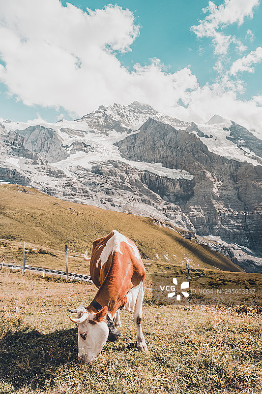 在少女峰铁路 Kleine Scheidegg 拍摄的奶牛吃草特写，该山口位于艾格峰和劳伯峰之间，地点：瑞士格林德瓦，欧洲图片素材
