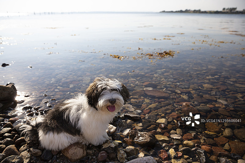 小狗坐在波罗的海岩石海岸边的岩石上图片素材