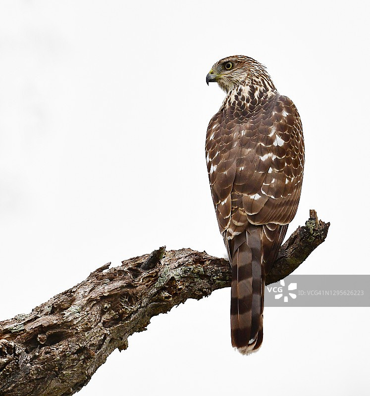 栖息和警觉图片素材